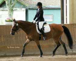 dressage horse Cooper (Holsteiner, 1996, from Caletto III)