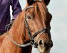 broodmare Lotosfee (Sachse, 2002, from Ursprung)