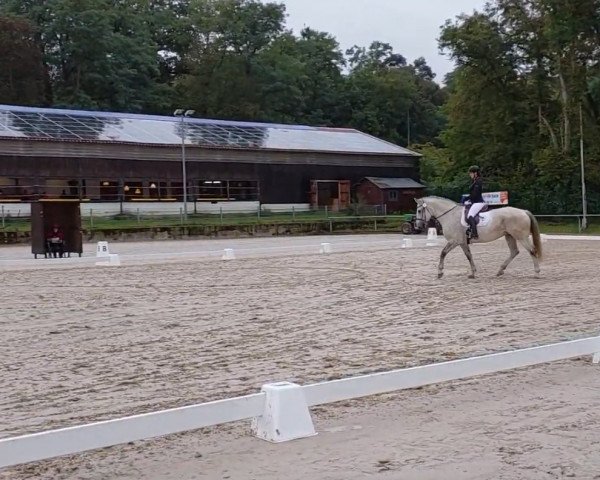 dressage horse Lakrosa (Polish Warmblood, 2007)