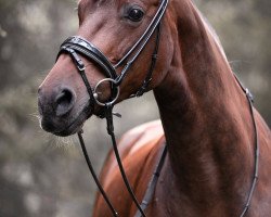 dressage horse Dancing Girl 45 (German Sport Horse, 2011, from Furejev)