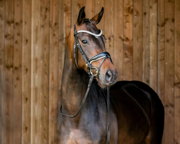 dressage horse Holly Mcclane (Hanoverian, 2016, from Heinrich Heine)