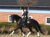 dressage horse Diamond Light (Westphalian, 2008, from Diamond Hit)