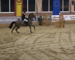 jumper Induction (KWPN (Royal Dutch Sporthorse), 2001, from Indoctro)