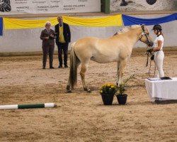 broodmare Mosegårdens Piccoline (Fjord Horse, 2018, from Mosegårdens Lektor)