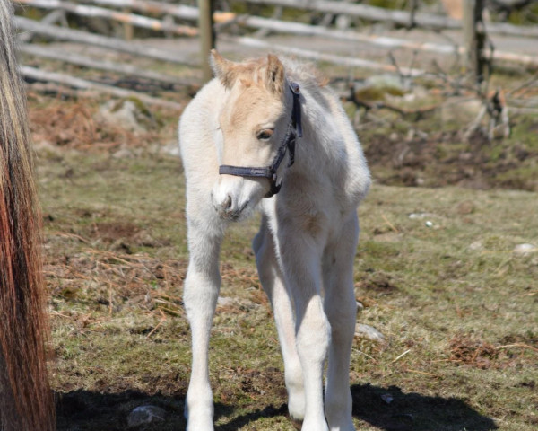 Pferd Elmelts Facit (Fjordpferd, 2022, von Furumossens FjellTopp 326)