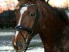 dressage horse Red Rose (Hanoverian, 2002, from Rotspon)