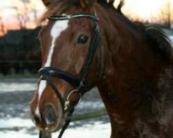 dressage horse Red Rose (Hanoverian, 2002, from Rotspon)