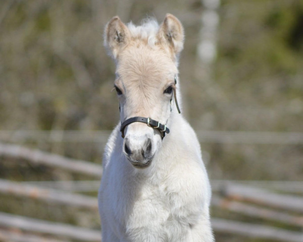 horse Elmelts Classic (Fjord Horse, 2022, from TheMas Arv)