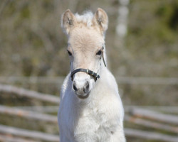 Pferd Elmelts Classic (Fjordpferd, 2022, von TheMas Arv)