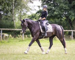 dressage horse Gobolino 5 (Hanoverian, 2015)