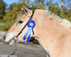 horse Elmelts Izobell (Fjord Horse, 2019, from Ingvar Halsnæs)