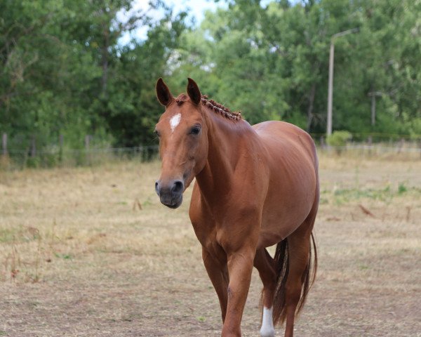 broodmare Divana (German Sport Horse, 2019, from Fürstenstern 3)