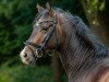 stallion Casanova vom Derkingshof (German Riding Pony, 2019, from Top Champion)