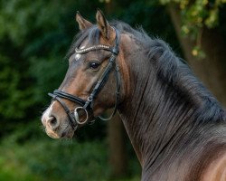 stallion Casanova vom Derkingshof (German Riding Pony, 2019, from Top Champion)