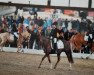 dressage horse Raika 163 (Welsh-Pony (Section B), 2000, from Orielton Rumour)