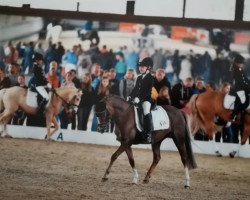 Dressurpferd Raika 163 (Welsh Pony (Sek.B), 2000, von Orielton Rumour)