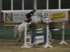 jumper Neuburg (Hanoverian, 2003, from Newcomer)