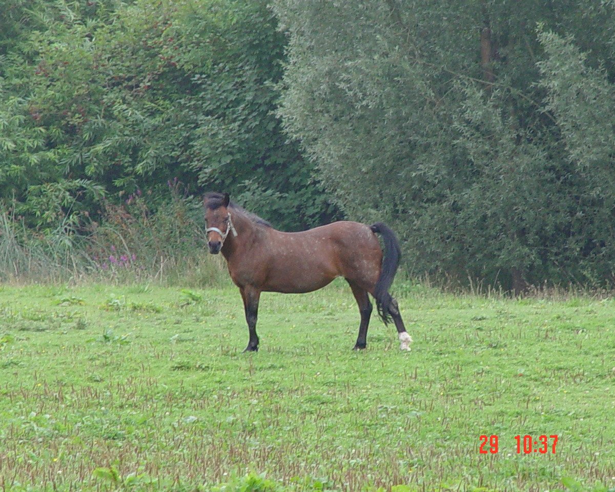 broodmare Chivas Macaroon Melodie (Welsh mountain pony (SEK.A),  , from Rondeels Macaroon)