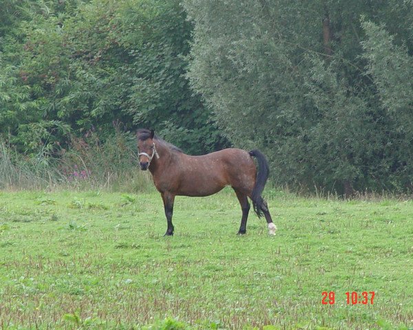 Zuchtstute Chivas Macaroon Melodie (Welsh Mountain Pony (Sek.A),  , von Rondeels Macaroon)