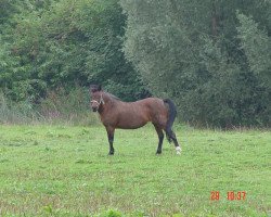 Zuchtstute Chivas Macaroon Melodie (Welsh Mountain Pony (Sek.A),  , von Rondeels Macaroon)