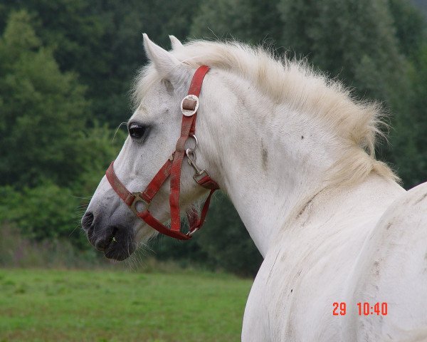 Zuchtstute Chivas Macaroon Minou (Welsh Mountain Pony (Sek.A), 1990, von Rondeels Macaroon)