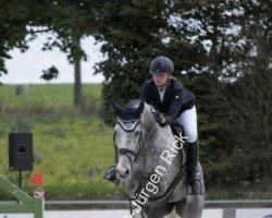 jumper Misty Van De Noordheuvel (Belgian Warmblood, 2012, from C-Ingmar)