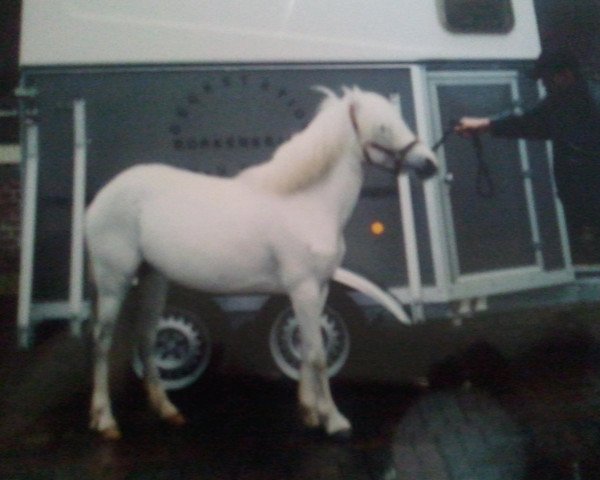 Zuchtstute Biene (Welsh Pony (Sek.B), 1992, von Banjo)