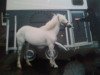 Zuchtstute Biene (Welsh Pony (Sek.B), 1992, von Banjo)