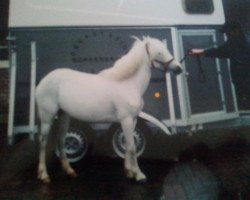 broodmare Biene (Welsh-Pony (Section B), 1992, from Banjo)