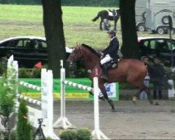 jumper Contara (Oldenburg show jumper, 2002, from Conterno Grande)