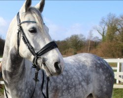 Springpferd Coupe B (Deutsches Sportpferd, 2015, von Coupie)