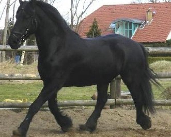 horse Taaie O. (Friese, 1998, from Sierk 326)