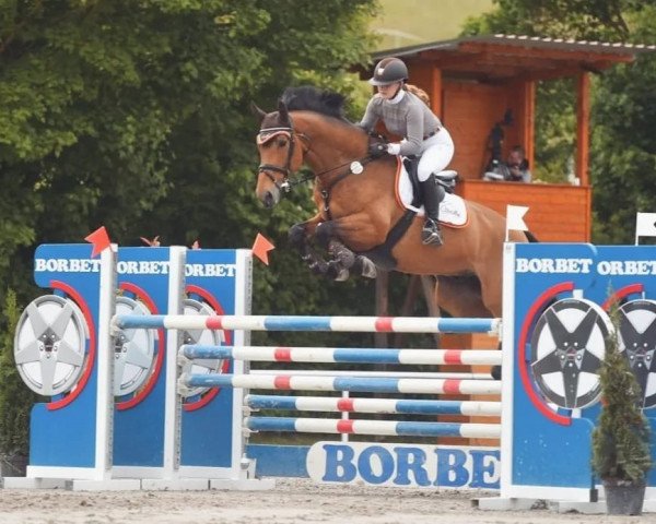jumper Coldplay 49 (German Sport Horse, 2015, from Cheetano)