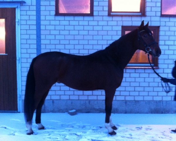 dressage horse Don Laurie (Hanoverian, 2006, from Don Laurie 143 FIN)