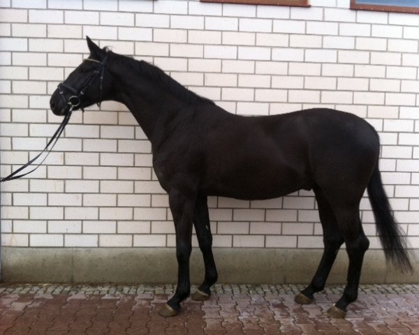 dressage horse Sarotti (Hanoverian, 2007, from Stedinger)