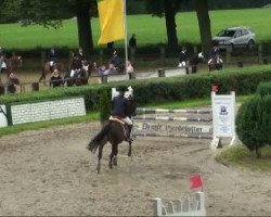 jumper PSW Puschkin Black Sun (German Riding Pony, 1997, from FS Pavarotti)