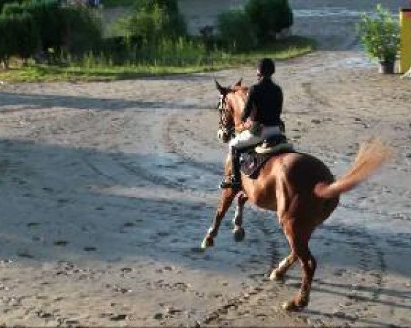 jumper Kantares 3 (Belgium Sporthorse, 2000, from Ksar Sitte)