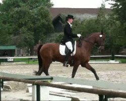 dressage horse Leon 274 (Hessian Warmblood, 1996, from Ländler)