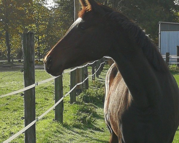 Dressurpferd Penelope van de Debbehoeve (KWPN (Niederländisches Warmblut), 2020, von Lennox U.S.)