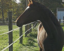 Dressurpferd Penelope van de Debbehoeve (KWPN (Niederländisches Warmblut), 2020, von Lennox U.S.)