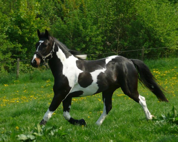 Pferd Shadow of Samenco II K (Kleines deutsches Reitpferd, 2004, von Bosman)