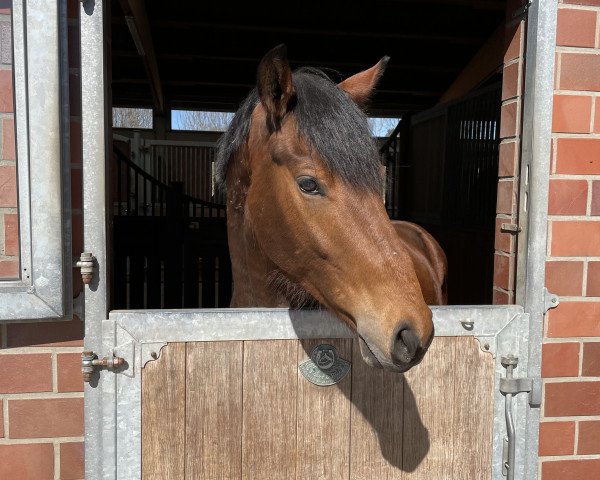 dressage horse Vitalio (Hanoverian, 2018, from Vitalis)