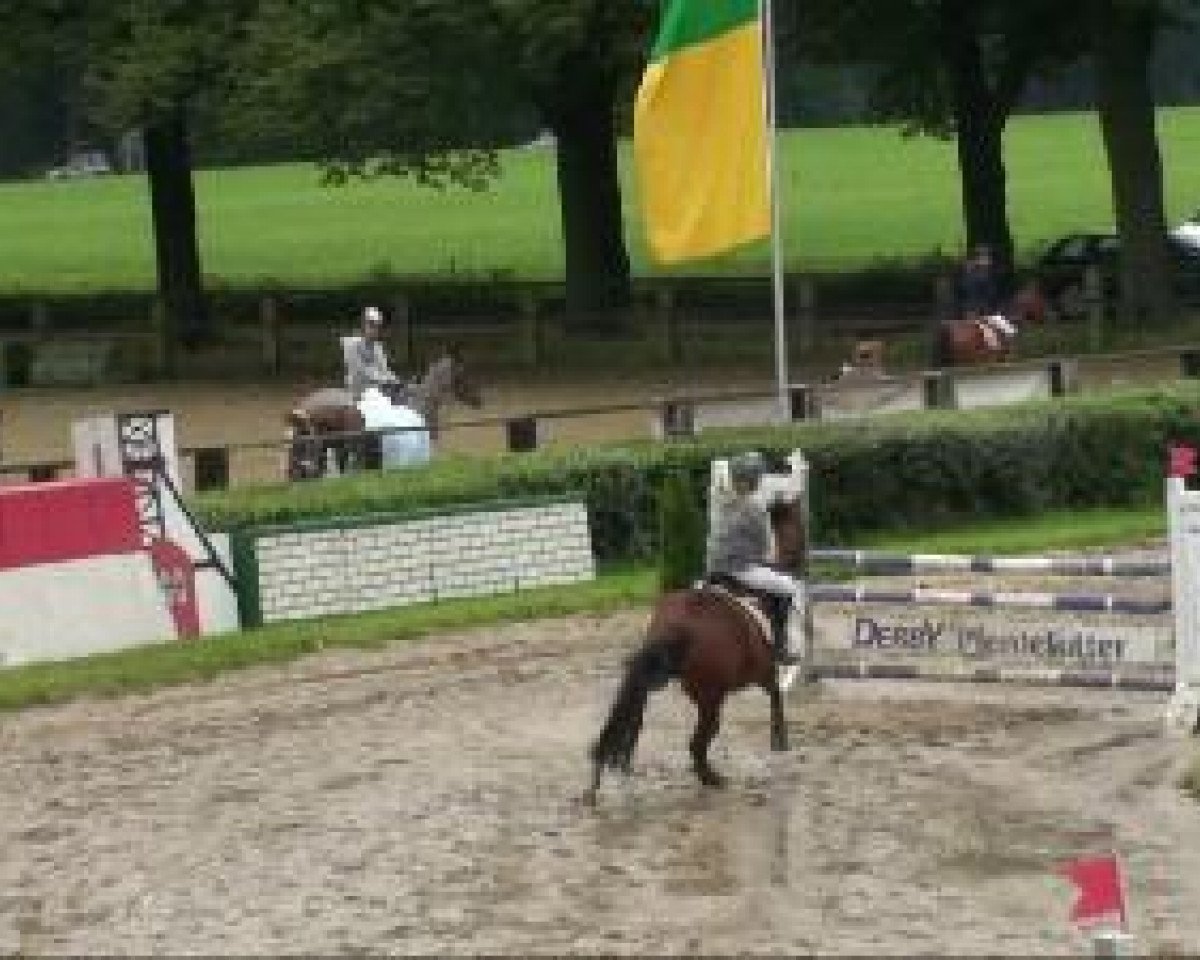 Zuchtstute Night Lady 5 (Deutsches Reitpony, 1994, von Night-Star III)