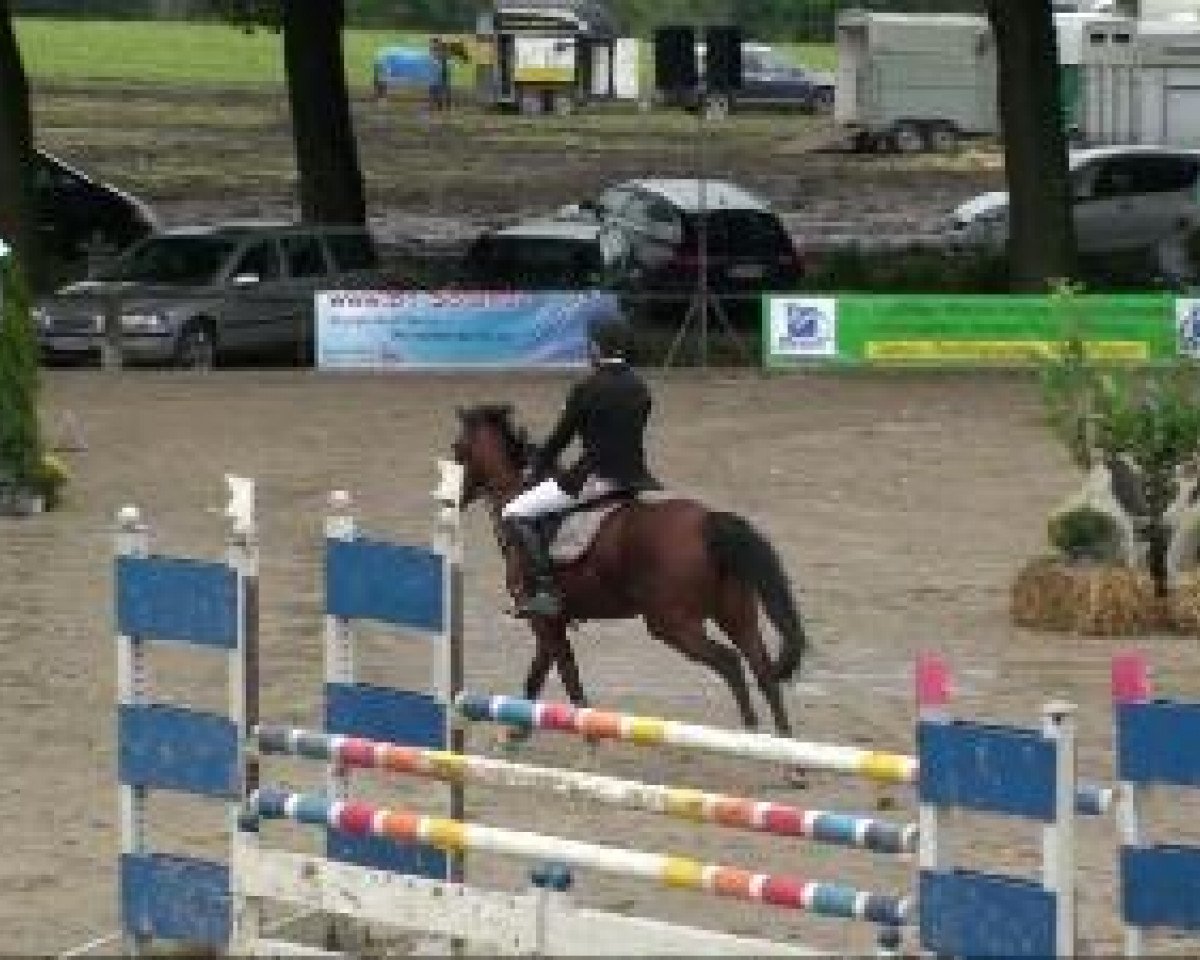 broodmare Deja Vue (German Riding Pony, 1999, from Duktus)