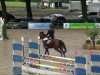 broodmare Deja Vue (German Riding Pony, 1999, from Duktus)