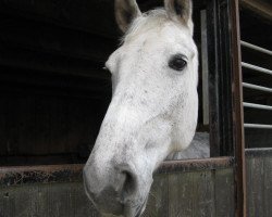 broodmare Cashmere (Oldenburg, 1997, from Carolus I)