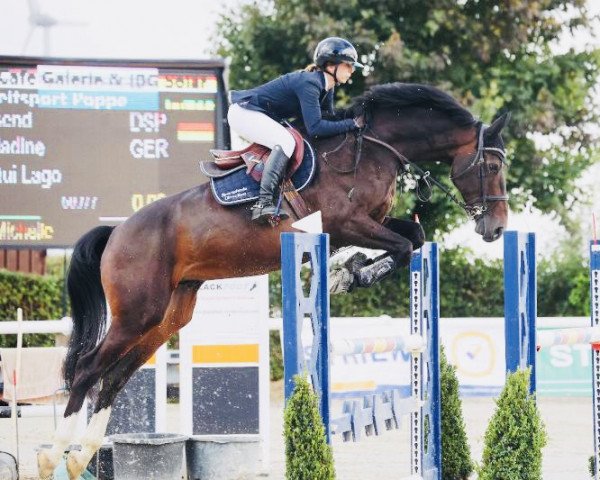 jumper Townsend (German Sport Horse, 2016, from Toulon)