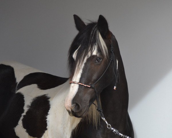 dressage horse Ballyfarnon Cora (Tinker / Irish Cob / Gypsy Vanner, 2016)
