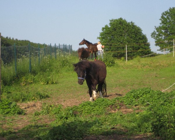 Dressurpferd Checkmate (Dt.Part-bred Shetland Pony, 2007, von Felix 1902)