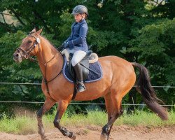 jumper Simba 155 (German Riding Pony, 2008, from FS Don't Worry)